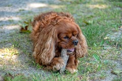 Rey arrogante Charles Spaniel en Brown Ruby mastica en un palillo imagenes de archivo Rey arrogante Charles Spaniel en Brown Ruby mastica en un palillo imagenes de archivo