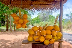 Rey Coconuts Are Displayed para la venta en pequeña parada del borde de la carretera en Sigiriya foto de archivo Rey Coconuts Are Displayed para la venta en pequeña parada del borde de la carretera en Sigiriya foto de archivo