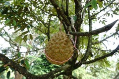 Rey de las frutas (durian) fotografía de archivo libre de regalías Rey de las frutas (durian) fotografía de archivo libre de regalías