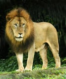 Rey del león Rey del león