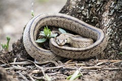Rhinechis scalaris, called also stairs Snake royalty free stock photo Rhinechis scalaris, called also stairs Snake royalty free stock photo
