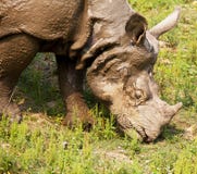rhino fotografie stock rhino fotografie stock
