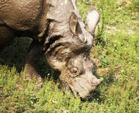 rhino immagini stock libere da diritti rhino immagini stock libere da diritti