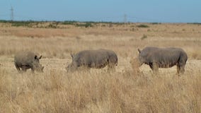 Rhino family poaching horn South Africa stock footage Rhino family poaching horn South Africa stock footage