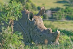 Rhino with horn removed royalty free stock images Rhino with horn removed royalty free stock images