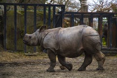 Rhino rhino running around the zoo and having fun stock image Rhino rhino running around the zoo and having fun stock image