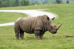 Rhinoceros royalty free stock photo Rhinoceros royalty free stock photo