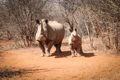 Rhinocéros blanc de mère avec son rhinocéros de bébé photographie stock Rhinocéros blanc de mère avec son rhinocéros de bébé photographie stock