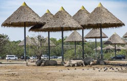 Rhinocéros dormant paresseux photo stock Rhinocéros dormant paresseux photo stock