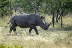 Rhinocéros noir africain dans le sauvage photographie stock Rhinocéros noir africain dans le sauvage photographie stock