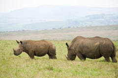 Rhinos immagini stock Rhinos immagini stock