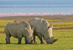 Rhinos in lake nakuru national park, kenya royalty free stock photo Rhinos in lake nakuru national park, kenya royalty free stock photo