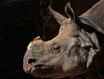 Rhinosaurus Stock Photo
