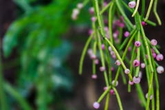 Rhipsalis ( ; Gui cactus) ; , genre des cactus abondants d'epiphyte dans les arbres des Amériques et régions de l'Afrique photo stock Rhipsalis ( ; Gui cactus) ; , genre des cactus abondants d'epiphyte dans les arbres des Amériques et régions de l'Afrique photo stock