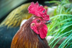 Rhode Island Red Rooster a Jacksonville, Florida immagini stock Rhode Island Red Rooster a Jacksonville, Florida immagini stock