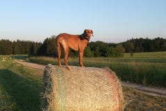 Rhodesian Ridgeback Royalty Free Stock Photo Rhodesian Ridgeback Royalty Free Stock Photo