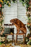 Rhodesian Ridgeback mit einem Plaid in den Herbstdekorationen Stockfotografie Rhodesian Ridgeback mit einem Plaid in den Herbstdekorationen Stockfotografie