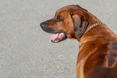 RHODESIAN RIDGEBACK patrzeje attentively w odległość z jego usta otwartym obraz royalty free RHODESIAN RIDGEBACK patrzeje attentively w odległość z jego usta otwartym obraz royalty free