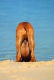 Rhodesian Ridgeback puppy drinking stock photos Rhodesian Ridgeback puppy drinking stock photos