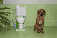 rhodesian ridgeback Σκυλί στο λουτρό με την τουαλέτα στοκ εικόνα rhodesian ridgeback Σκυλί στο λουτρό με την τουαλέτα στοκ εικόνα