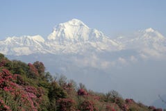 Rhododendron forest and mountains in Nepal stock photos Rhododendron forest and mountains in Nepal stock photos