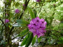 Rhododendron in the woods royalty free stock photos Rhododendron in the woods royalty free stock photos