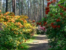 rhododendron λουλούδια στο όμορφο δάσος στοκ εικόνα rhododendron λουλούδια στο όμορφο δάσος στοκ εικόνα