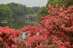 Rhododendron τοπίο στον κήπο στοκ φωτογραφία Rhododendron τοπίο στον κήπο στοκ φωτογραφία