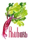 rhubarb Aquarela do desenho da mão no fundo branco com título ilustração royalty free rhubarb Aquarela do desenho da mão no fundo branco com título ilustração royalty free