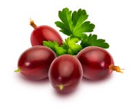 Ribes hirtellum di espinosas di rojas di grosellas di Deliciosas - ha guidato il rosso spinoso rosso blancoDelicious c di fondo d immagine stock libera da diritti Ribes hirtellum di espinosas di rojas di grosellas di Deliciosas - ha guidato il rosso spinoso rosso blancoDelicious c di fondo d immagine stock libera da diritti