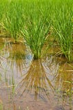 Rice Field Stock Photography