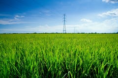 Rice Field Royalty Free Stock Images