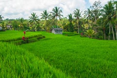 Rice Field And Coconut Palms Stock Photos
