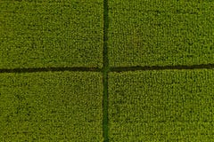 Rice field from drone. Top view. Nature background