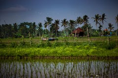 Rice field royalty free stock photo Rice field royalty free stock photo