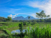 Rice fields flooded with water. Lush tropical vegetation. The coconut tree and the jungle are in the distance.Panorama of mountain royalty free stock photo Rice fields flooded with water. Lush tropical vegetation. The coconut tree and the jungle are in the distance.Panorama of mountain royalty free stock photo