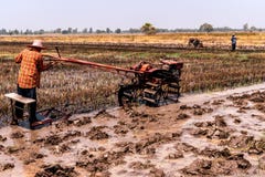 Rice fields that have been harvested and are preparing for the next rice planting stock images Rice fields that have been harvested and are preparing for the next rice planting stock images