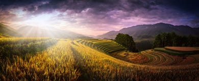 Rice fields on terraced with wooden pavilion at sunset in Mu Can stock photo Rice fields on terraced with wooden pavilion at sunset in Mu Can stock photo