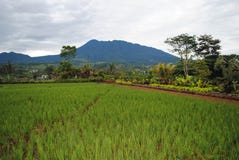 Rice fields, West Java Indonesia stock photography Rice fields, West Java Indonesia stock photography