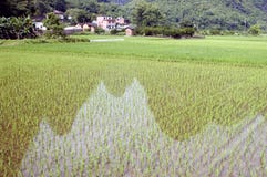 Rice Fields With Reflections Stock Image