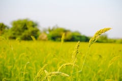 Rice royalty free stock images Rice royalty free stock images