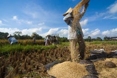 Rice Winnowing In Bali, Indonesia Royalty Free Stock Images Rice Winnowing In Bali, Indonesia Royalty Free Stock Images