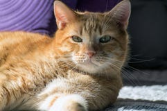 Richard the Cat 7 years old stock photo Richard the Cat 7 years old stock photo