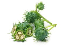 Ricini verdi freschi immagine stock Ricini verdi freschi immagine stock