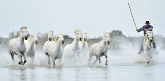 Riders and Herd of White Camargue horses running through water