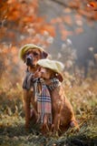 Ridgeback And Vizsla Portrait Stock Images Ridgeback And Vizsla Portrait Stock Images
