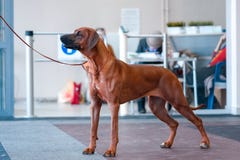 Beautiful thoroughbred dog Rhodesian RIDGEBACK in the exhibition rack on a white background with space for text royalty free stock photography Beautiful thoroughbred dog Rhodesian RIDGEBACK in the exhibition rack on a white background with space for text royalty free stock photography