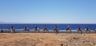 The beauty of the red sea egypt stock image The beauty of the red sea egypt stock image