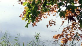 Riegue el otoño melancólico Asia de la costa de la naturaleza del viaje del árbol de la rama del aire de la naturaleza de la fres almacen de video Riegue el otoño melancólico Asia de la costa de la naturaleza del viaje del árbol de la rama del aire de la naturaleza de la fres almacen de video