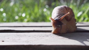 Riesige afrikanische Land-Schnecke Achatina stock footage Riesige afrikanische Land-Schnecke Achatina stock footage